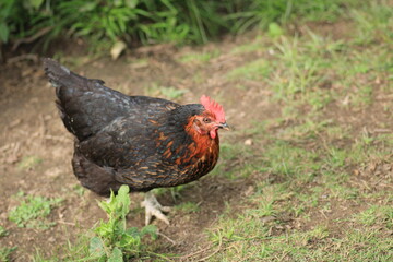 natural red chicken macro photo