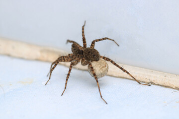 agelena labyrinthica spider macro photo