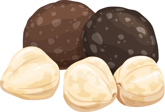 Uncommon kukui nuts. Vector brown and white seeds known for their oil and medicinal properties. Kukui seeds, natural ingredient cosmetics rich in fatty acids, used for moisturizing and healing skin