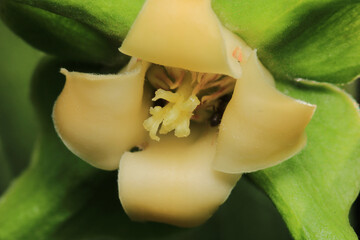 Diospyros kaki fruit macro photo