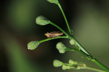glassy winged sharpshooter insect macro photography