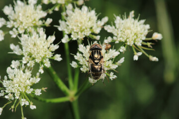 eristalinus aeneus insect macro photo