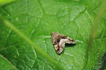 rivula sericealis insect moth macro photo