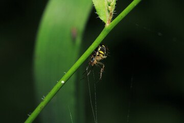natural parasteatoda tepidariorum spider macro