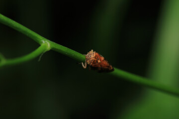 glassy winged sharpshooter insect macro photography