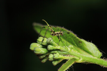 rufous grasshopper insect macro photo