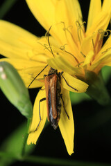 natural oedemera insect macro photo