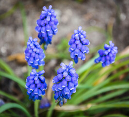 blue grape hyacinth