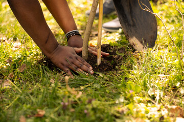 Environmentalists team planting a tree in the forest area, digging holes to cultivate life and...
