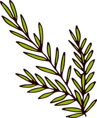 Rosemary doodle. Aromatic cooking herb. Botany drawing