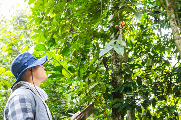 A Latin American biologist observes the leaves of an Amazonian tree that bears fruit while conducting field research