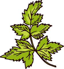 Fototapeta premium Parsley green branch. Fresh healthy food ingredient