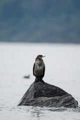 Neotropic cormorant resting on a rock by the water