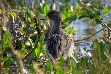 Yellow-billed teal duck walking among bushes by a lake