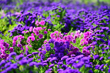 Close-up photo of purple chrysanthemum flowers in bloom