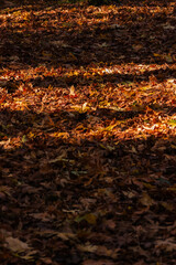 autumn leaves background