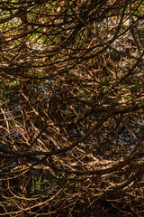 Abstract branches