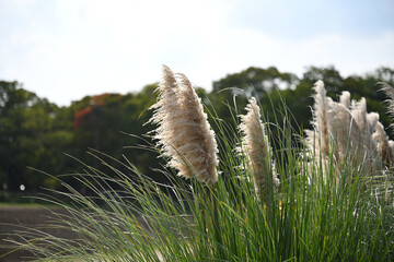 Scenery of white succulents swaying in the wind in an autumn field
