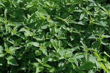Natural green texture from the leaf of nettle in nature in a summer park
