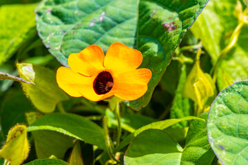 Orange yellow blossom flower flowers in tropical nature Costa Rica.