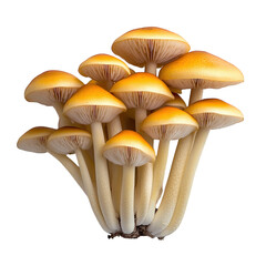 Yellow Wild Mushrooms in Bloom, Close-Up Photography