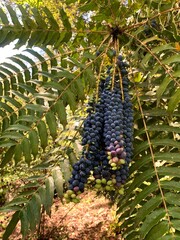 Grapes growing from a vine. 