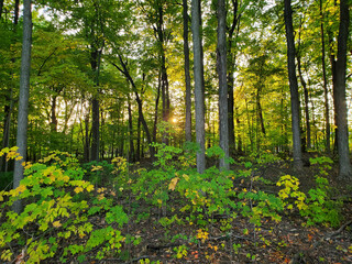 Sunset in southeast Michigan Forest from October 17, 2024.