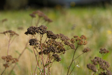 A close up image of dried yarrow flowers which are used in herbal medicine. 