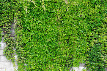 An abstract image of a grey brick wall covered in thick green ivy vines. 
