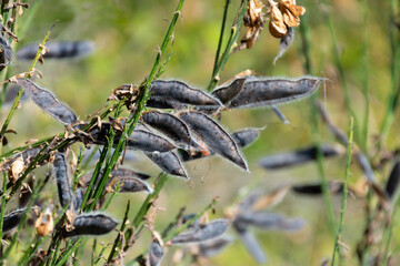 A close up image of invasive wild scotch broom seed pods just before they pop open to spread their seeds. 
