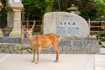 鹿と春日大社の石碑　奈良市