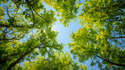 Fototapeta premium green leaves against blue sky, Nature's Canopy in Full Bloom with Lush Green Foliage and Clear Blue Sky