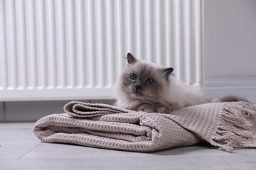 Cute fluffy cat on blanket near radiator at home