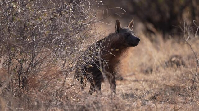 Rare sighting of an endangered Brown hyena (Parahyaena brunnea), also called strandwolf in South Africa. Slow motion, 25 percent natural speed.