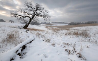 Seasonal splendor: Winter showcased against a breathtaking landscape, highlighting the contrast between the crisp, cold environment and the elegant, natural beauty of the snow-covered terrain.