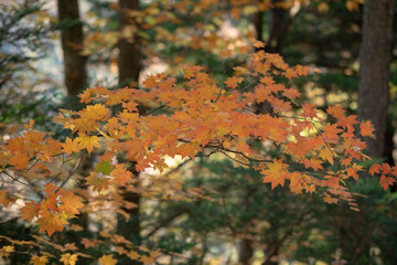紅葉