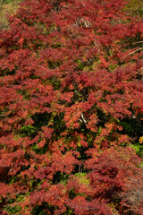 紅葉