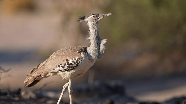 Kori bustard (Ardeotis kori) is the largest flying bird in Africa. Slow motion 25 percent natural speed.