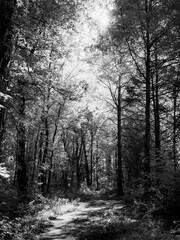 forest in the fog