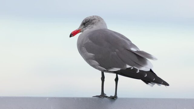 Heermann's gull (Larus heermanni) resting on a breakwater in the Pacific Northwest.