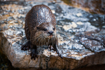 Otter sitting on a rock