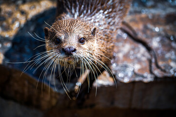 Otter sitting on a rock