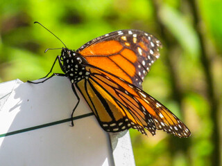 Monarch Butterfly Side Close Up View With A Blurred Background