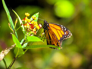 Monarch Butterfly On A Muticolor Flower Side View