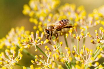 Closeup Of Bee On Yellow Flowers With Out Of Focus Background
