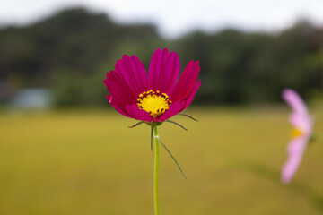 Obraz premium purple cosmos blooming in autumn