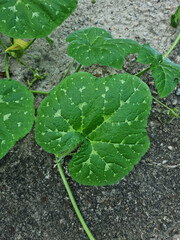 Close up of pumpkin leaves