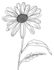 PNG Continuous line drawing daisy flower sketch plant white.