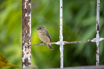 The capuchin grasshopper, capuchin grasshopper, Bahian grasshopper or Bahian grasshopper (Sporophila nigricollis) is a bird of the Emberizidae family. Papa capim