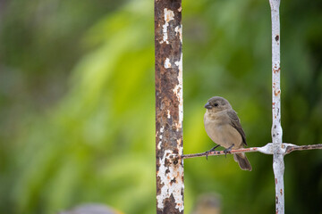 The capuchin grasshopper, capuchin grasshopper, Bahian grasshopper or Bahian grasshopper (Sporophila nigricollis) is a bird of the Emberizidae family. Papa capim